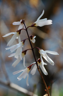 abeliophyllum_distichum_01.jpg