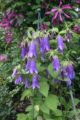 Campanula_punct.Sarastro0110a.jpg