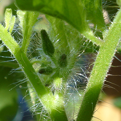tomatenknospe.jpg