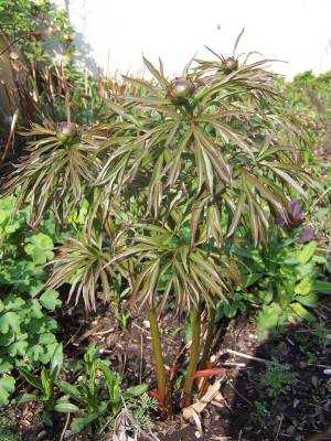 Paeonia_anomal_smouthei.jpg