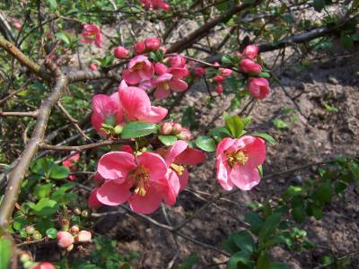 Choenomeles_speciosa.jpg