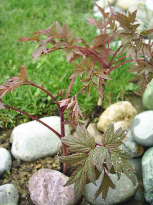 Paeonia_suffruticosa_violett_1.jpg