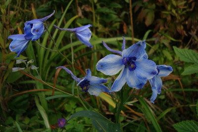 delphinium_delft-blue.jpg