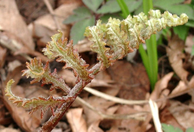 04170015_eOnoclea_sensibilis_Austrieb.JPG