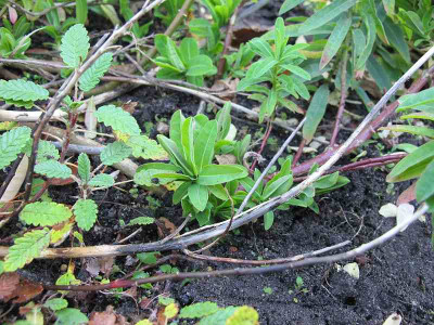 Euphorbia_major_ue_.jpg