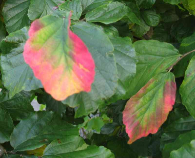 Parrotia_800x600.jpg