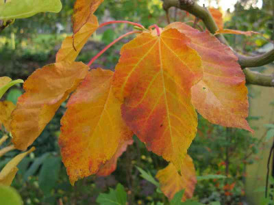 Acer_davidii_800x600.jpg