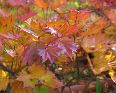 Acer_shirawasarum_Aureum_800x600.jpg