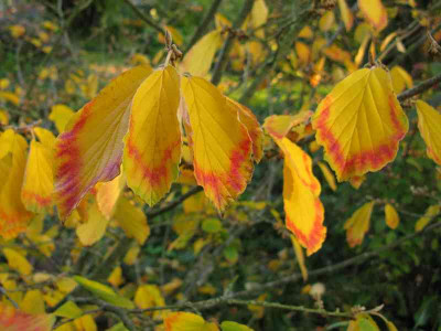 Hamamelis_Barmstedt_Gold_800x600.jpg