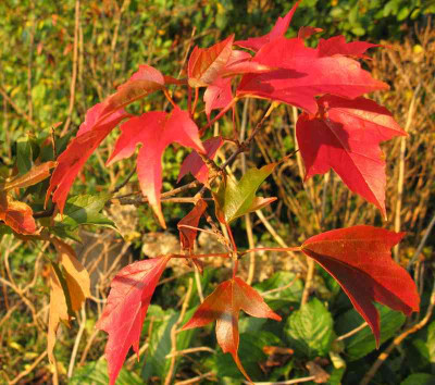 Acer_buergerianum_800x600.jpg