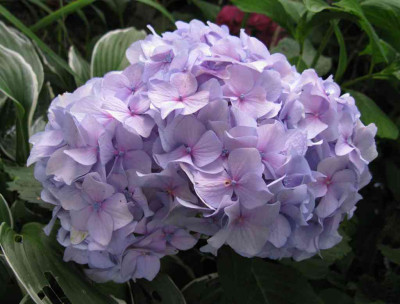 Hydrangea_macrophylla_All_Summer_Beauty_2_1024x768.jpg