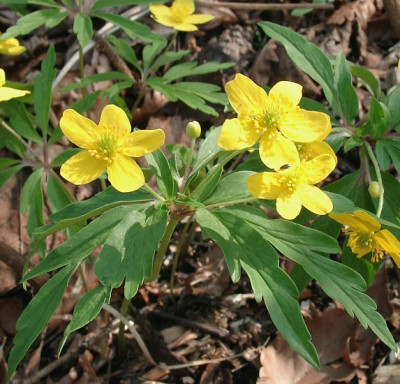 04150006_eAnemone_ranunculoides.JPG