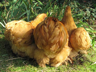plueschpopos.jpg