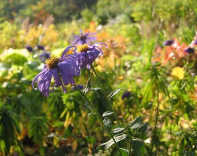 Aster_amellus20101013.jpg
