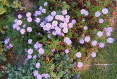 Aster_dumosus.JPG