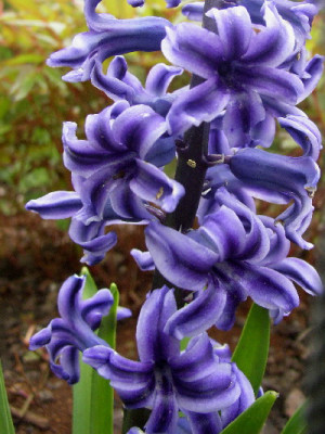 Hyazinthe_blau_05.jpg