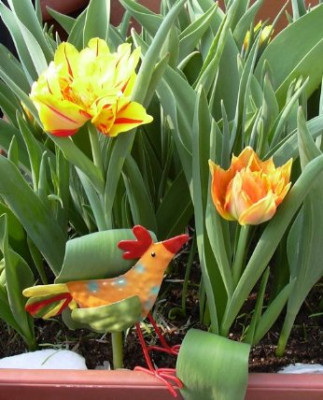 huhnundtulpen.JPG
