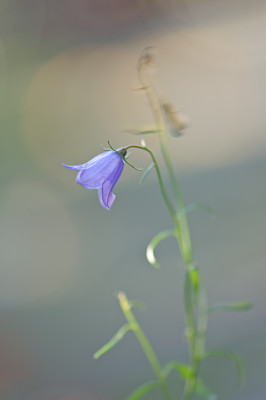Campanula-rotundifolia-Okt0810.jpg