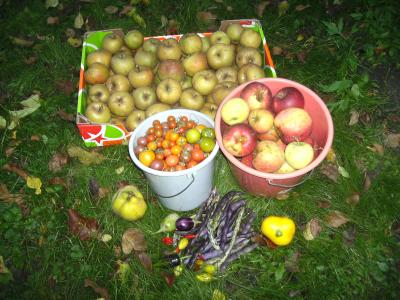 ApfelernteGarten.jpg