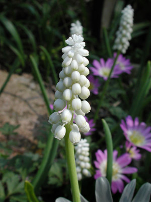 1muscari-album.jpg