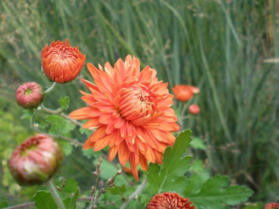 chrysanthpaulboissierea.jpg