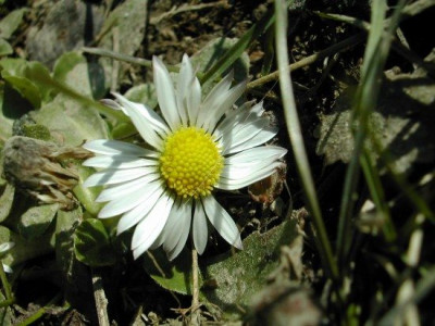 erstes_Ganseblumchen_2004.jpg