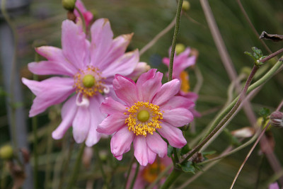 Herbstanemone1610.jpg