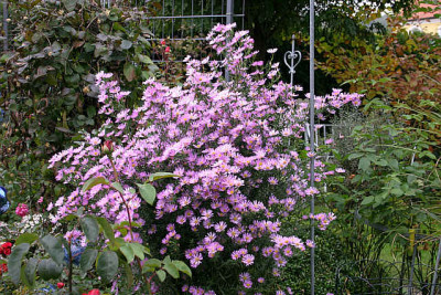 Herbstaster3910.jpg