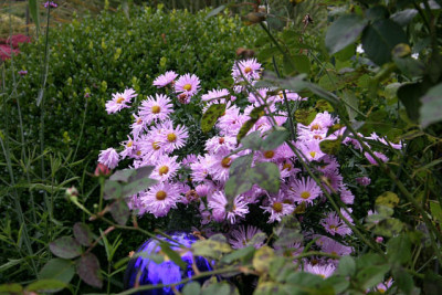 Herbstaster3810.jpg