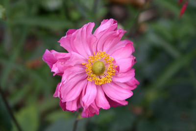 Herbstanemone1510.jpg