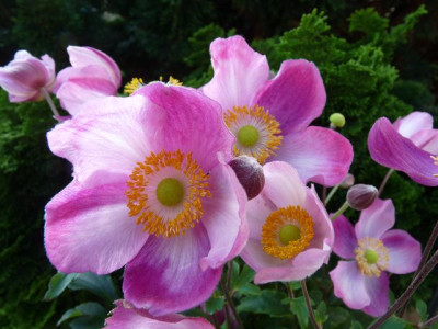 Anemone_Pretty_Lady_Diana.JPG