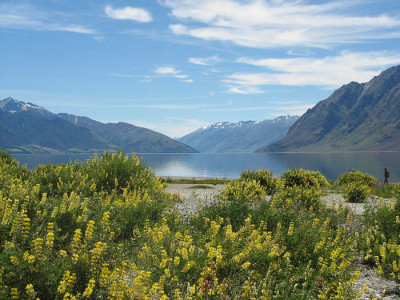 Lupinus_arborescens_nz_kl.jpg