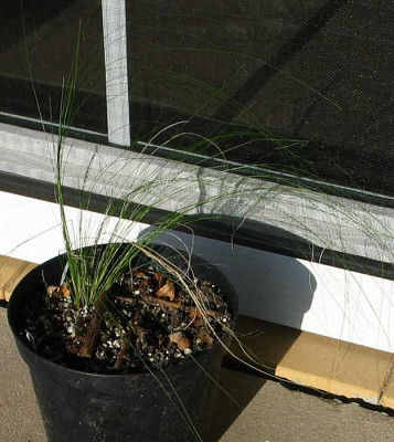 gras-axel.jpg