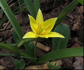 Tulipa_urumiensis.jpg