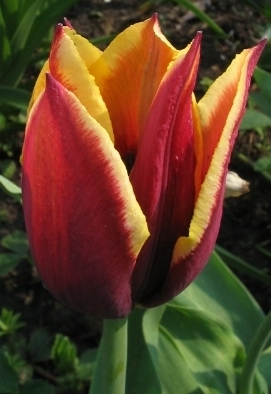 Tulpe_no-name.jpg