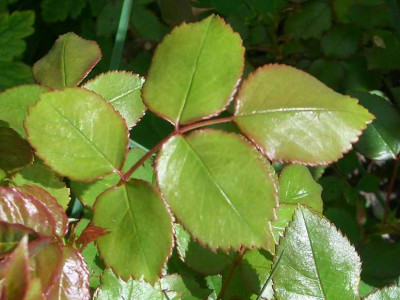 CIMG0306.JPG