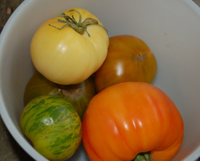 Tomatenernte_0010__81488.jpg