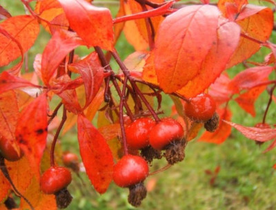 Rosa_virginiana.JPG