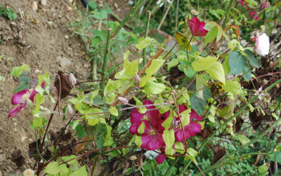Clematis_Mme_Julia_Correvon_0010__81461.jpg