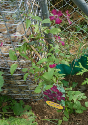 Clematis_viticella_Royal_Velours_0010__81468.jpg
