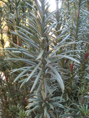 Welcher_Taxus.jpg