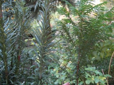 Taxus10.jpg