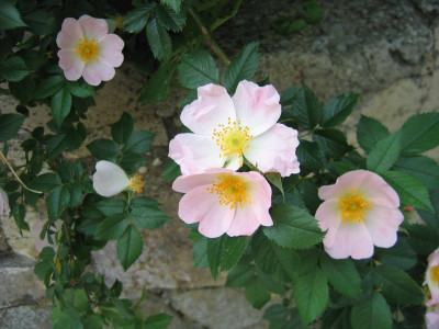 wildroseleo0.jpg