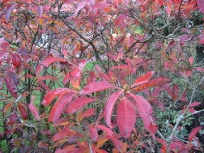 Rhododendron_pontica_003.jpg