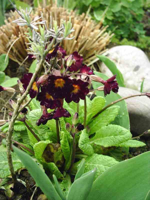 Primula_1.jpg