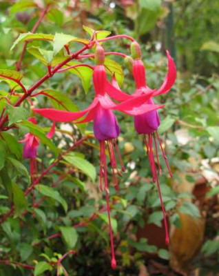 Fuchsia_Genii_640x480.jpg
