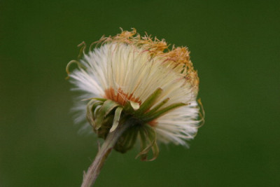 Huflattich-April-1.jpg