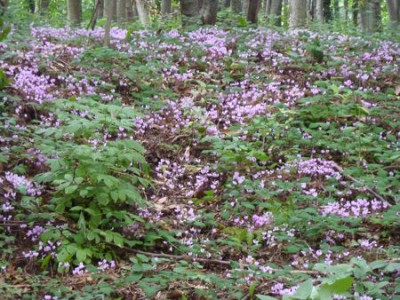 Cyclamen_hederifolium_auch_neapolitanum_fars_2010.jpg