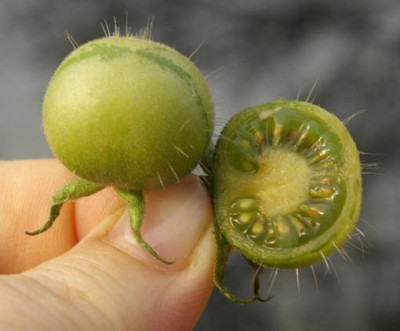 658_peruanishce_wildtomate_v.jpg