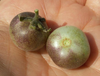 658_peruanishce_wildtomate_vv.jpg